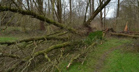 Door de storm omgewaaide bomen in stadspark in Doetinchem
